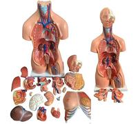 Modelo de torso de anatomía del cuerpo humano con 23 piezas extraíbles para educación médica y estudio de ciencias