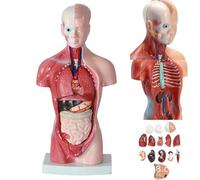 Modelo de Torso de anatomía Humana de 28 cm/11 Pulgadas, Modelo de ensamblaje anatómico de órganos Humanos, 15 Piezas de órganos extraíbles, exhibición de educación Escolar