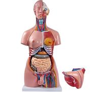 Modelo de torso de anatomía humana de tamaño real con 23 órganos extraíbles para educación médica y estudio