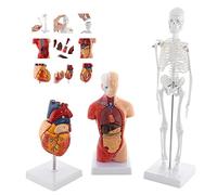 Modelo De Torso De Corazón De Esqueleto Humano, Conjunto DE 3 Modelos DE ANATOMÍA, Conjunto De Modelos De Anatomía Human