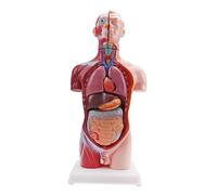 Modelo de torso de educación científica con secciones de anatomía marcadas por colores, base vertical, pieza de demostración para estudio escolar, guía de preparación de lecciones, modelo de enseñanza