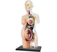 Modelo de torso de embarazo transparente de 8 pulgadas, modelo de anatomía del torso de esqueleto humano con 41 piezas extraíbles, for exhibición de educación médica