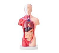 Modelo de torso humano, 15 piezas extraíbles, modelo de anatomía de 11 pulgadas con órganos, herramienta educativa de enseñanza para estudiantes que aprenden clases de ciencias
