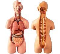 Modelo de torso humano, 19 piezas, corazón 55 cm y órganos extraíbles, incluye base exhibición for modelo esqueleto S manual del producto