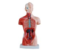 Modelo de torso humano, corazón 26 cm, cerebro, huesos, herramienta enseñanza for la escuela medicina, modelo 15 piezas desmontables