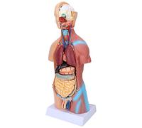 Modelo de Torso Humano de 17,7 Pulgadas, Extraíble, Enseñanza de Anatomía Escolar, Suministros de Exhibición Educativa, Modelo Anatómico Corporal
