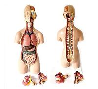 Modelo de Torso Humano de 19 Partes, anatomía, Medicina, órganos internos, 55 cm.