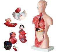 Modelo de torso humano de 28 cm desmontable, 15 piezas de anatomía del torso con órganos internos, Modelo de anatomía de órganos humanos