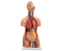 Modelo de torso humano de tamaño natural de 85 cm, 31 piezas desmontables, réplica anatómica de medio cuerpo de doble sexo, exhibición educativa y herramienta de aprendizaje.