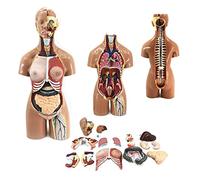 Modelo de torso humano, herramienta educativa de anatomía médica, 19 piezas desmontables, 55 cm, modelo anatómico del cuerpo humano, órganos internos, anatomía de la cabeza, sistemas respiratorio, dig