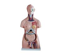 Modelo de Torso Humano Unisex de 85 cm, con 40 Partes, científico médico Masculino y Femenino, simulador anatómico de Medio Cuerpo para Estudiantes de Medicina