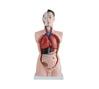 Modelo de Torso Medio Humano Masculino 85 cm 19 Piezas Simulador de educación anatómica médica Ayudas de enseñanza para Colegio de Medicina Biología