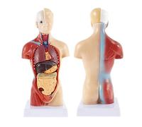 Modelo de Torso, Modelo de Cuerpo, Modelo de ensamblaje anatómico 4D Estructura de Sistema de Torso de Juguete de órgano