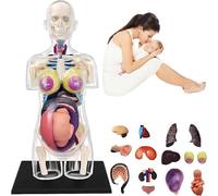 Modelo de torso para embarazo, esqueleto de anatomía humana 4D, 41 piezas extraíbles para exhibición educativa, ideal para preescolar y aprendizaje escolar