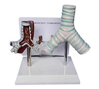 Modelo de tráquea - Modelo de Estudio médico de anatomía de tráquea Normal y tráquea de Fumar comparativa - Modelo anatómico de órgano Humano Modelo de tráquea visceral - para enseñanza de