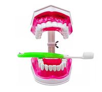 Modelo de Typodont dental 2 veces grande - Modelo de dientes de práctica de cepillado - para niños, estudiantes dentales, estudio de enseñanza de dientes, con cepillo de dientes