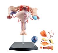 Modelo de útero y ovario, modelo anatómico del sistema reproductor femenino para anatomía y fisiología humanas, recursos educativos de aprendizaje médico para consultorios médicos y aulas