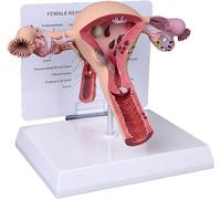 Modelo de útero y ovario, modelo del sistema reproductor femenino para la enseñanza de anatomía y fisiología humanas, modelo de anatomía para consultorios médicos y aulas, herramienta educativa