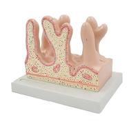 Modelo De Vellosidades Intestinales, Modelo Anatómico Médico Del Sistema Digestivo Humano, Con Base De Exhibición, Textura Realista, For Enseñanza Y Demostración Médica