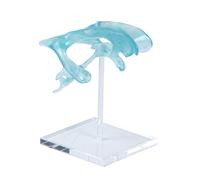 Modelo de ventrículo de cerebro transparente con precisión anatómica en base acrílica para enseñanza e investigación de neurociencia, modelo de anatomía