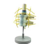 Modelo de Vértebra Torácica Humana, Modelo de Anatomía de Columna con Proporción Corporal, Material de PVC Resistente, Columna con Modelos de Aumento de Médula Espinal y Nervios Espinales