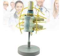 Modelo de Vértebras Cervicales Humanas, Modelo Ampliado de Médula Espinal y Nervio Espinal Unidos a Vértebras, Modelo Médico Para Enseñanza de Exhibición de Aprendizaje en El Aula