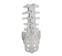 Modelo de vértebras lumbares humanas, modelo de anatomía de esqueleto lumbar, herramienta de enseñanza médica, estudio de estudiantes, demostración de enseñanza, vértebras lumbares humanas