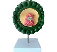 Modelo de virus del SIDA, modelo anatómico de estructura del virus del VIH ampliada, exhibición de enseñanza de microbiología de demostración citopática humana