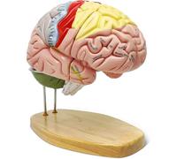 Modelo del cerebro humano para la enseñanza de las neurociencias, con etiquetas; modelo anatómico a doble tamaño real para el aprendizaje de las ciencias en el aula