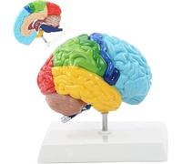 Modelo del Cerebro Humano PVC 19X15x19 Cm Cuerpo Humano 1: 1 Hemisferio Derecho Área Funcional Modelo De Anatomía del Cerebro Humano para La Enseñanza De La Medicina Anatomía Ayuda Docente