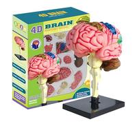 Modelo del cerebro - modelo de anatomía cerebral 3D codificada por colores, investigación de psicología del cerebro de la educación | Herramienta de aprendizaje del cerebro humano bricol