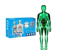 Modelo Del Cuerpo Humano Esqueleto Realista Juguete Educativo Aprendizaje