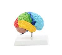 Modelo del cuerpo humano: hemisferio derecho del cerebro