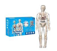 Modelo del cuerpo humano - juguete científico de anatomía interactiva para el aprendizaje en el aula, partes móviles con esqueleto realista, figura educativa para estudios de laboratorio, educación