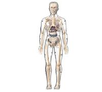 Modelo del Cuerpo Humano - Modelo Científico de Anatomía del Cuerpo Humano,Figura Esqueleto Realista Educativa Interactiva Para Aprendizaje Escuela Casa
