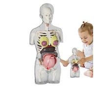 Modelo Del Cuerpo Humano: Piezas De Organtes Extraíbles, Herramientas Enseñantes De Anatomía Humana, Accesorios Para Enseñar Ciencias Naturales En La Escuela | Kit De Experimentación De Biología