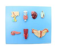 Modelo del Endocrino Humano, Modelos del Ser Humano - Glándula Pituitaria Anatómica, Glándula Pineal, Tiroides, Glándula Paratiroidea Y Modelo De Enseñanza De La Glándula Suprarrenal.