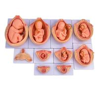 Modelo del proceso de desarrollo fetal de 9 meses, escala 1:1, 10 piezas, modelo anatómico de embrión a tamaño real for enseñanza, for el estudio del embarazo humano.