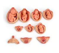 Modelo del Proceso De Desarrollo Fetal De 9 Meses - Modelos De úTero Humano De PVC. SimulacióN para Estudio, ExhibicióN Y EnseñAnza MéDica.