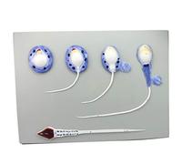 Modelo del Proceso de formación de espermatozoides - Sistema Reproductor Masculino - Modelo de anatomía de recursos de Aprendizaje de Material de PVC - para Ayuda docente médica