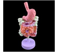 Modelo del Sistema digestivo anatómico Humano - Modelo de anatomía de órganos Humanos Modelo del Sistema digestivo Humano Modelo Educativo Modelo de intestino Grande Modelo anatómico gastrointestinal