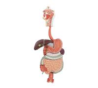 Modelo del sistema digestivo humano de 90 cm, con relieve cabeza colon transverso extraíble. Anatomía detallada la boca al recto