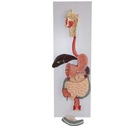 Modelo del Sistema digestivo Humano, Sistema Natural Natural, Sistema digestivo 3 Partes de la Garganta Oral del tracto gastrointestinal Modelo y Modelo de vesícula biliar, enseñanza de glándulas