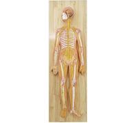 Modelo del sistema nervioso humano, modelo central médico 33 marcas indicadoras, modelo del sistema nervioso de la columna vertebral periférica de la médula espinal del cerebro, for enseñanza