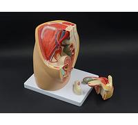Modelo del Sistema Reproductor Femenino, Modelo de los órganos sexuales Femeninos, Modelo anatómico, útero pélvico Femenino, Modelo sagital de ginecología médica de la Pelvis Femenina Humana, 33 x 23