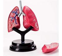 Modelo del sistema respiratorio humano: for uso sanitario, enseñanza y estudio. Piezas desmontables for un aprendizaje sencillo.