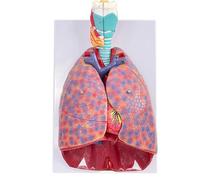 Modelo del Sistema Respiratorio Humano, Modelo Anatómico De Laringe, Corazón Y Pulmones, 7-Partes Órganos Desmontables, 51 Partes Señalización Direccional, para Estudio Médico Educativo