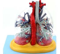 Modelo Del Sistema Respiratorio Humano Modelo Humano Del Segmento Pulmonar Del LóBulo Bronquial Nasal Modelo Del CorazóN Y Del áRbol Bronquial Traqueal Transparente