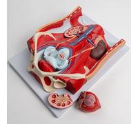 Modelo del sistema urinario. Anatomía de los órganos de la pared abdominal. Modelo didáctico de demostración del sistema urinario y reproductivo.