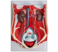 Modelo del Sistema urinario for urología Sistema urinario Humano Modelo de órgano Abdominal Posterior Modelo de órgano Humano Material didáctico de órganos médicos Modelo de anatomía Humana